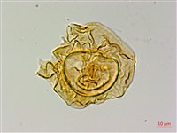 登錄號:P015716藏品圖，第2張