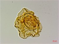 登錄號:P015716藏品圖，第3張