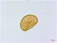 紫柄蹄蓋蕨藏品圖，第2張