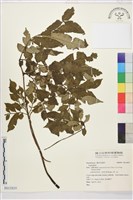 登錄號:P015859藏品圖，第1張