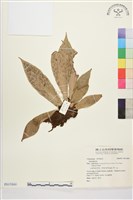 登錄號:P015860藏品圖，第1張