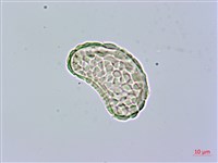 小膜蓋蕨藏品圖，第3張