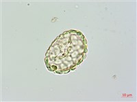 大葉骨碎補藏品圖，第1張