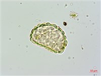 大葉骨碎補藏品圖，第2張