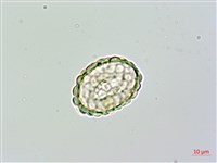 大葉骨碎補藏品圖，第3張