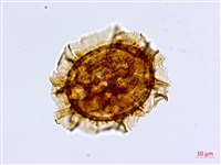 大黑柄鐵角蕨藏品圖，第1張