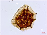 大黑柄鐵角蕨藏品圖，第2張