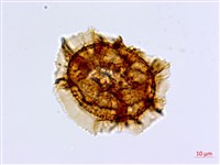 大黑柄鐵角蕨藏品圖，第3張