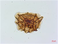 綠柄鐵角蕨藏品圖，第2張