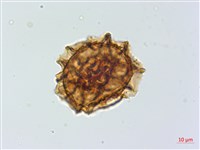 綠柄鐵角蕨藏品圖，第3張