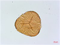 全緣鳳丫蕨藏品圖，第2張