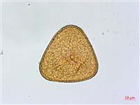 全緣鳳丫蕨藏品圖，第3張