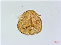 華鳳丫蕨藏品圖，第1張