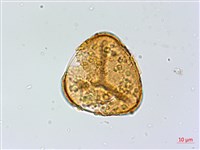 華鳳丫蕨藏品圖，第2張