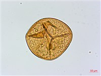 華鳳丫蕨藏品圖，第3張