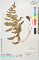鋸葉耳蕨藏品圖，第1張