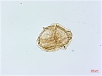 大葉貞蕨藏品圖，第2張