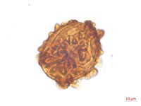 腫足蕨藏品圖，第2張