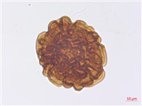 腫足蕨藏品圖，第3張
