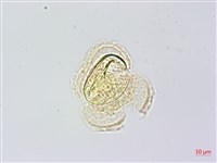 雉尾烏毛蕨藏品圖，第1張