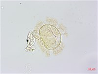 雉尾烏毛蕨藏品圖，第2張