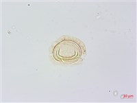 雉尾烏毛蕨藏品圖，第3張