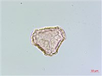 千層塔藏品圖，第1張