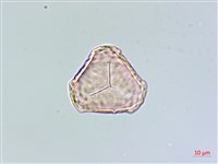 千層塔藏品圖，第2張