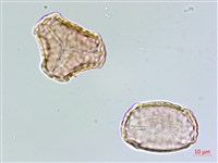 千層塔藏品圖，第3張