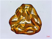 嫩鱗蓋蕨藏品圖，第1張