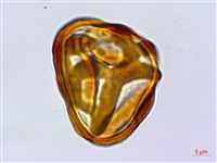 嫩鱗蓋蕨藏品圖，第2張