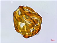 嫩鱗蓋蕨藏品圖，第3張