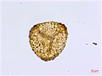 鞭葉鐵線蕨藏品圖，第3張