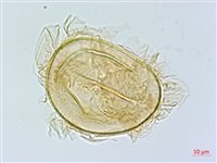裂葉雙蓋蕨藏品圖，第1張