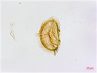 鱗柄鐵角蕨藏品圖，第2張