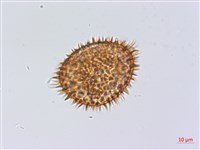 頂囊肋毛蕨藏品圖，第1張