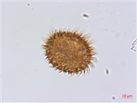 頂囊肋毛蕨藏品圖，第3張