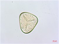 熱帶鱗蓋蕨藏品圖，第1張