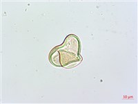 熱帶鱗蓋蕨藏品圖，第2張
