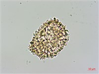 細葉姬蕨藏品圖，第2張