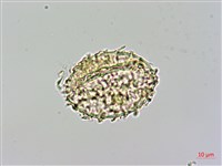 細葉姬蕨藏品圖，第3張