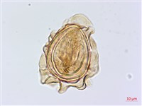 廣葉深山雙蓋蕨藏品圖，第2張