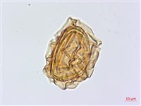 廣葉深山雙蓋蕨藏品圖，第3張