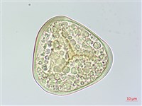 菲律賓金狗毛蕨藏品圖，第1張
