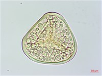 菲律賓金狗毛蕨藏品圖，第2張