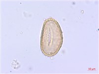 過溝菜蕨藏品圖，第2張