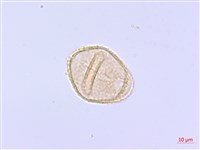 過溝菜蕨藏品圖，第3張