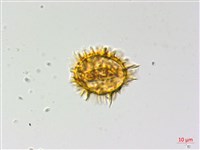 薄葉三叉蕨藏品圖，第1張