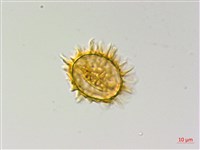 薄葉三叉蕨藏品圖，第2張