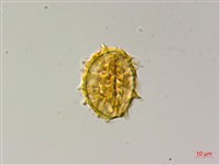 薄葉三叉蕨藏品圖，第3張